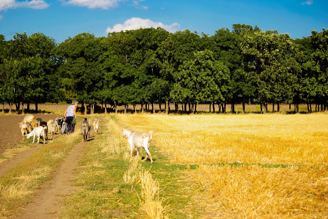 field cattle village free photo