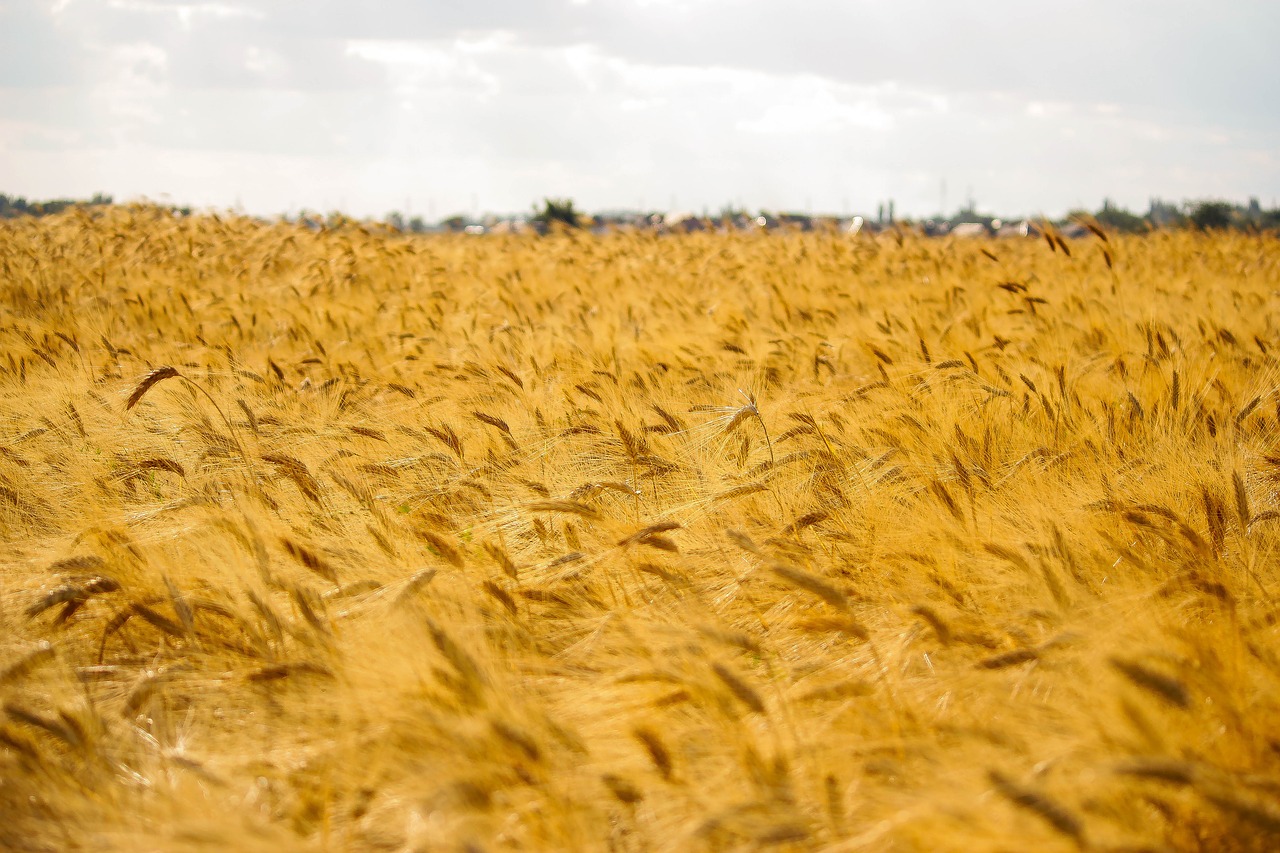 field summer wheat free photo