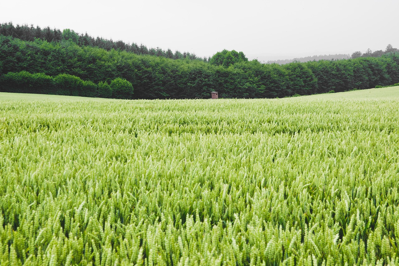 field wheat corn free photo