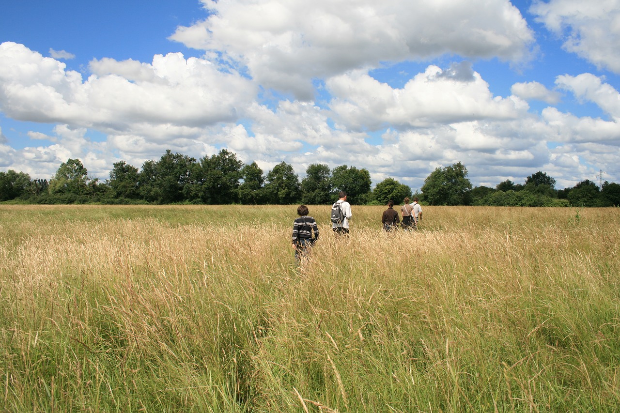 field clouds tall grass free photo