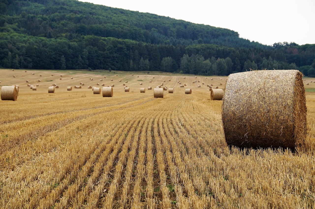 field harvested bale of straw free photo