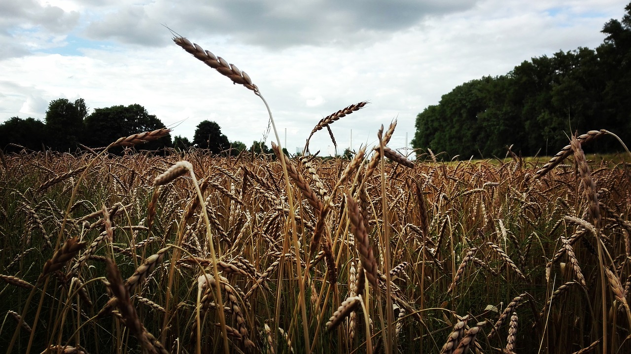 field close cereals free photo