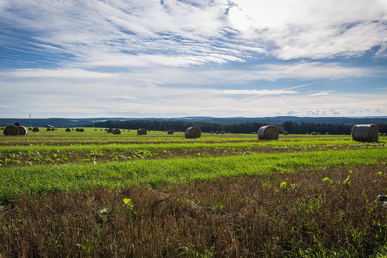 field straw landscape free photo