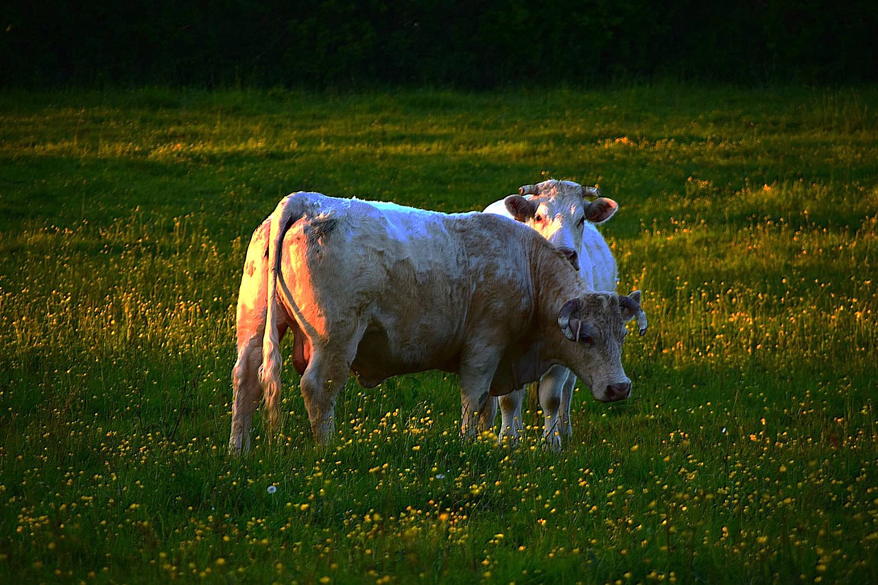 field normandy animals free photo