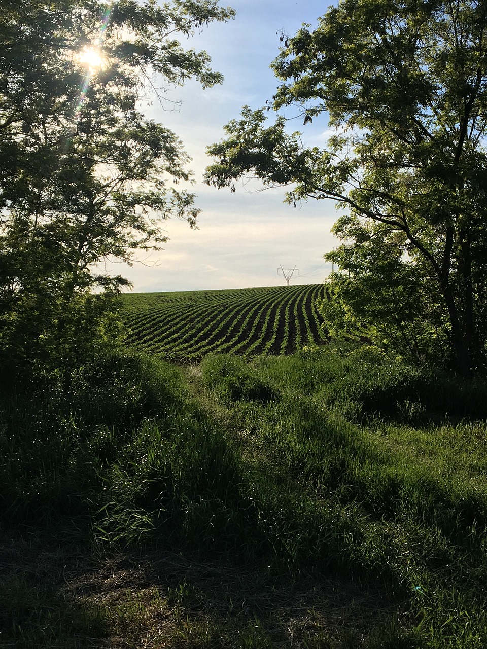 field trees summer free photo