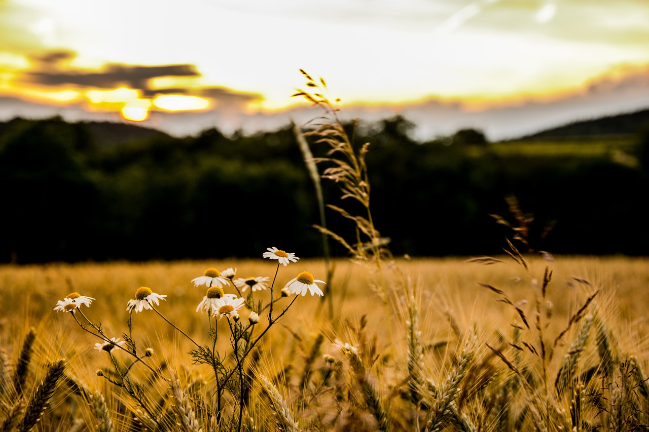 field flower sunset free photo