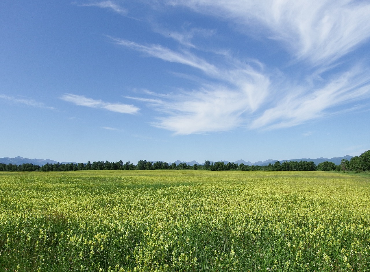 field meadow glade free photo