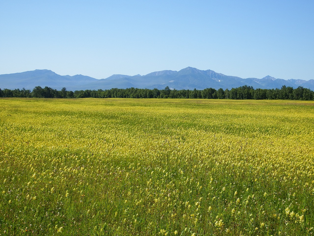 field meadow glade free photo