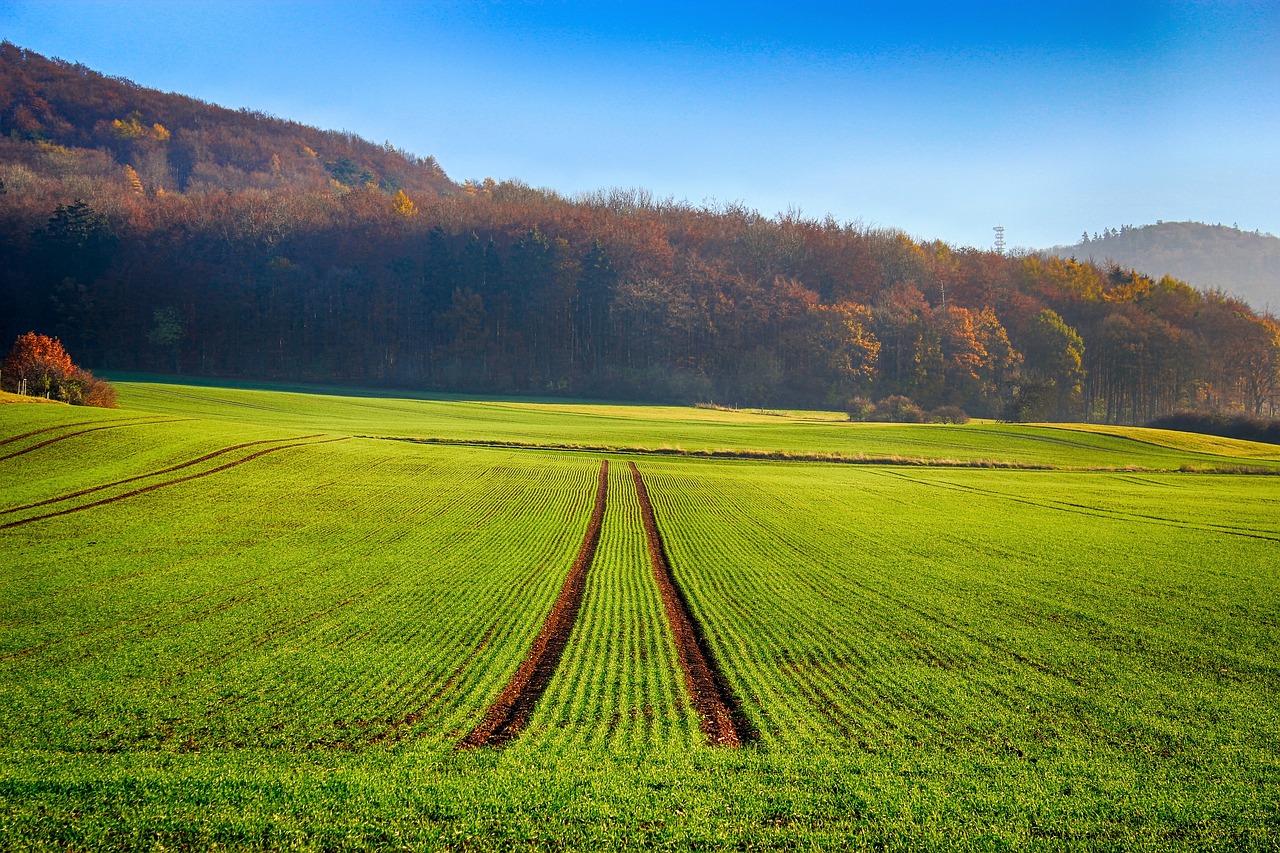 field seed trees free photo