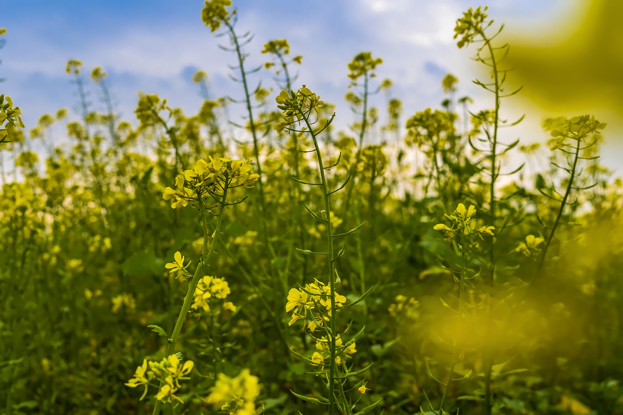 field agriculture oilseed rape free photo