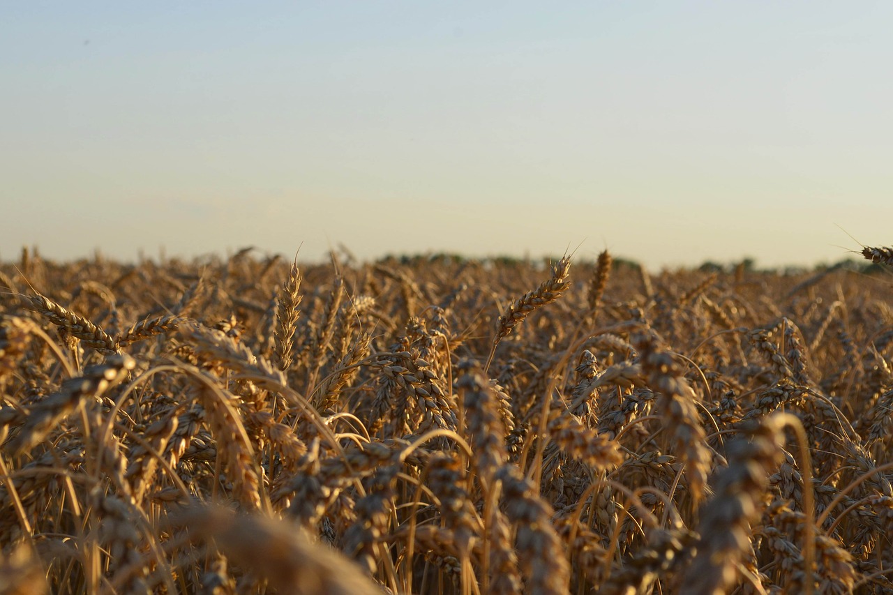 field wheat summer free photo