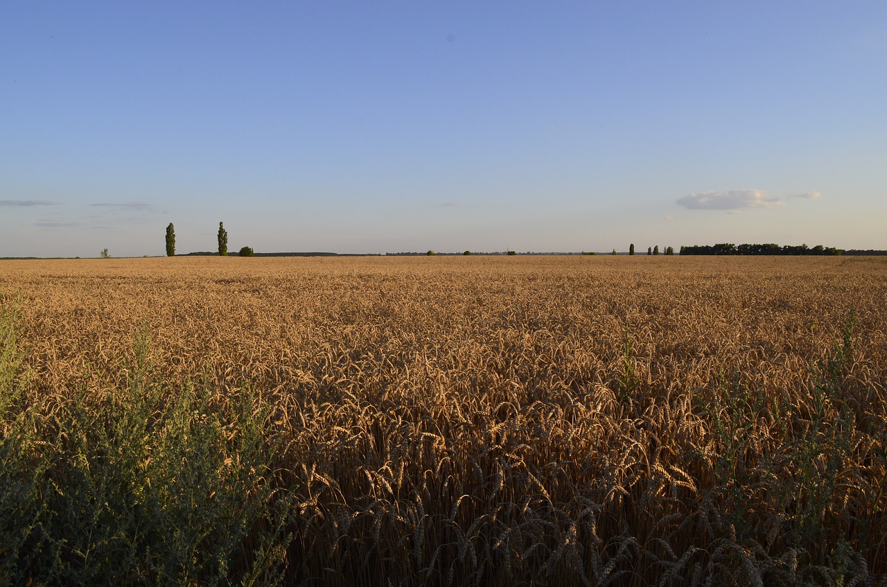 field wheat nature free photo