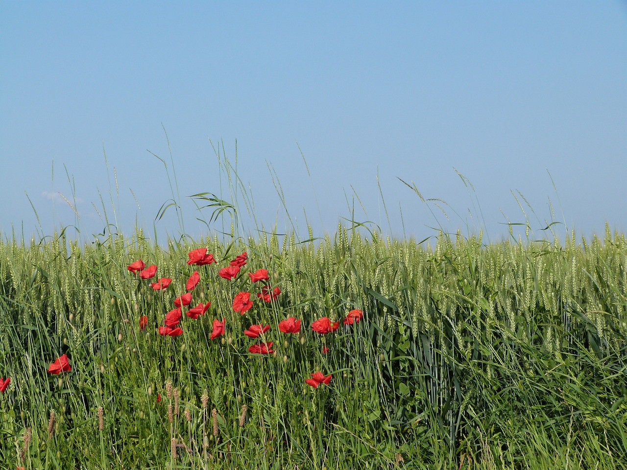 field wheat epi free photo