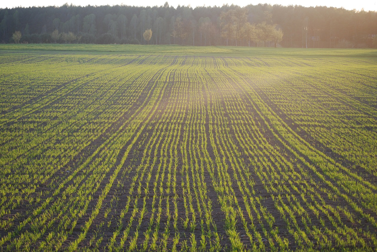 field corn hay free photo