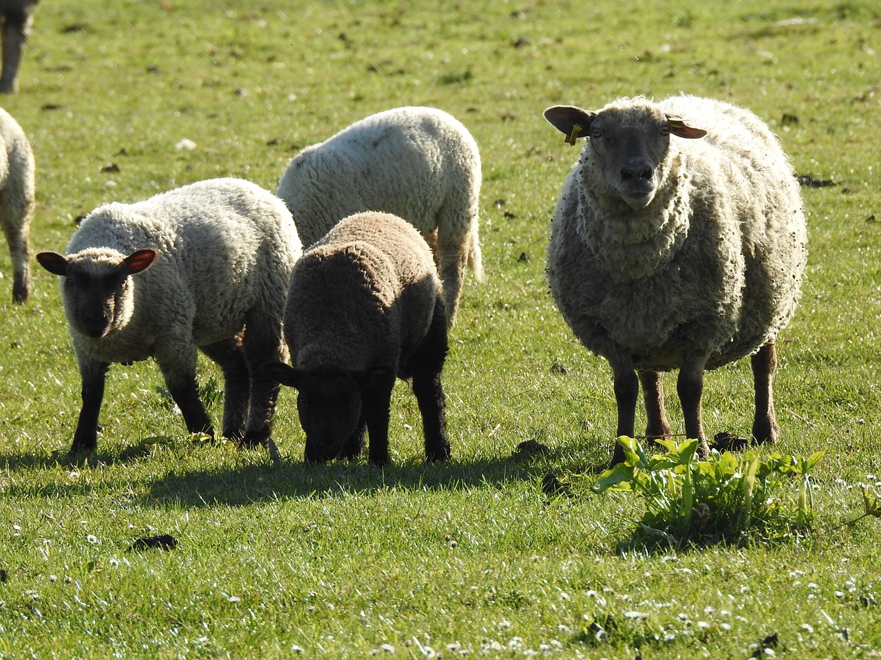 field sheep animals free photo