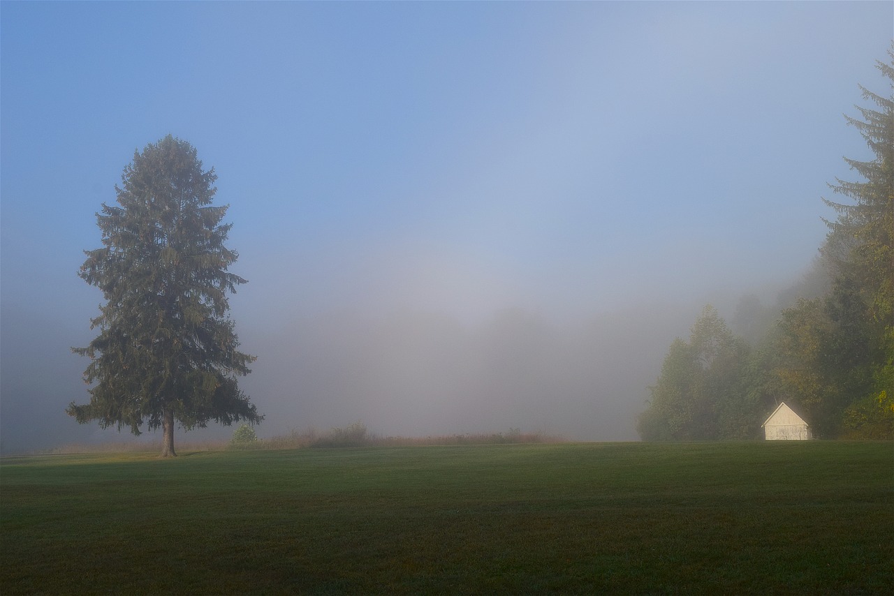 field mist morning free photo