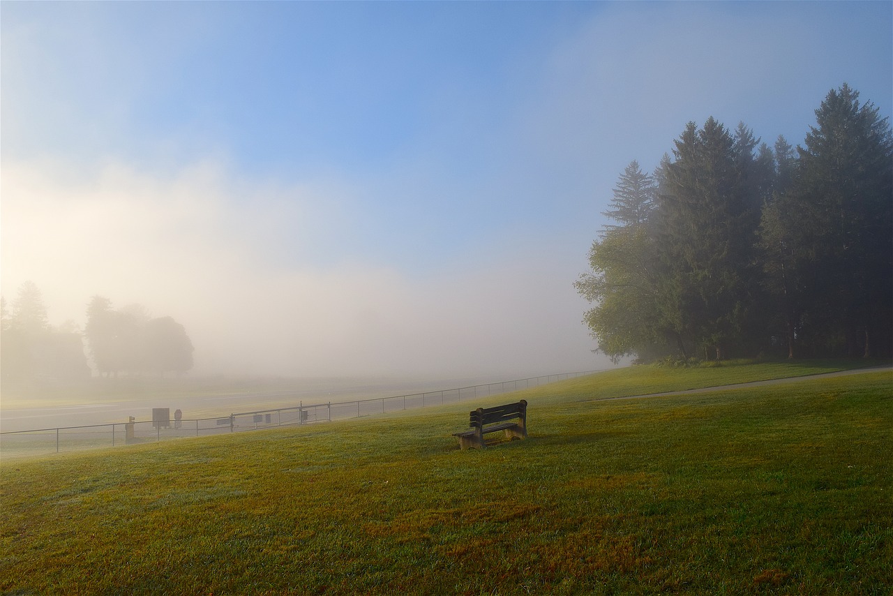 field mist morning free photo