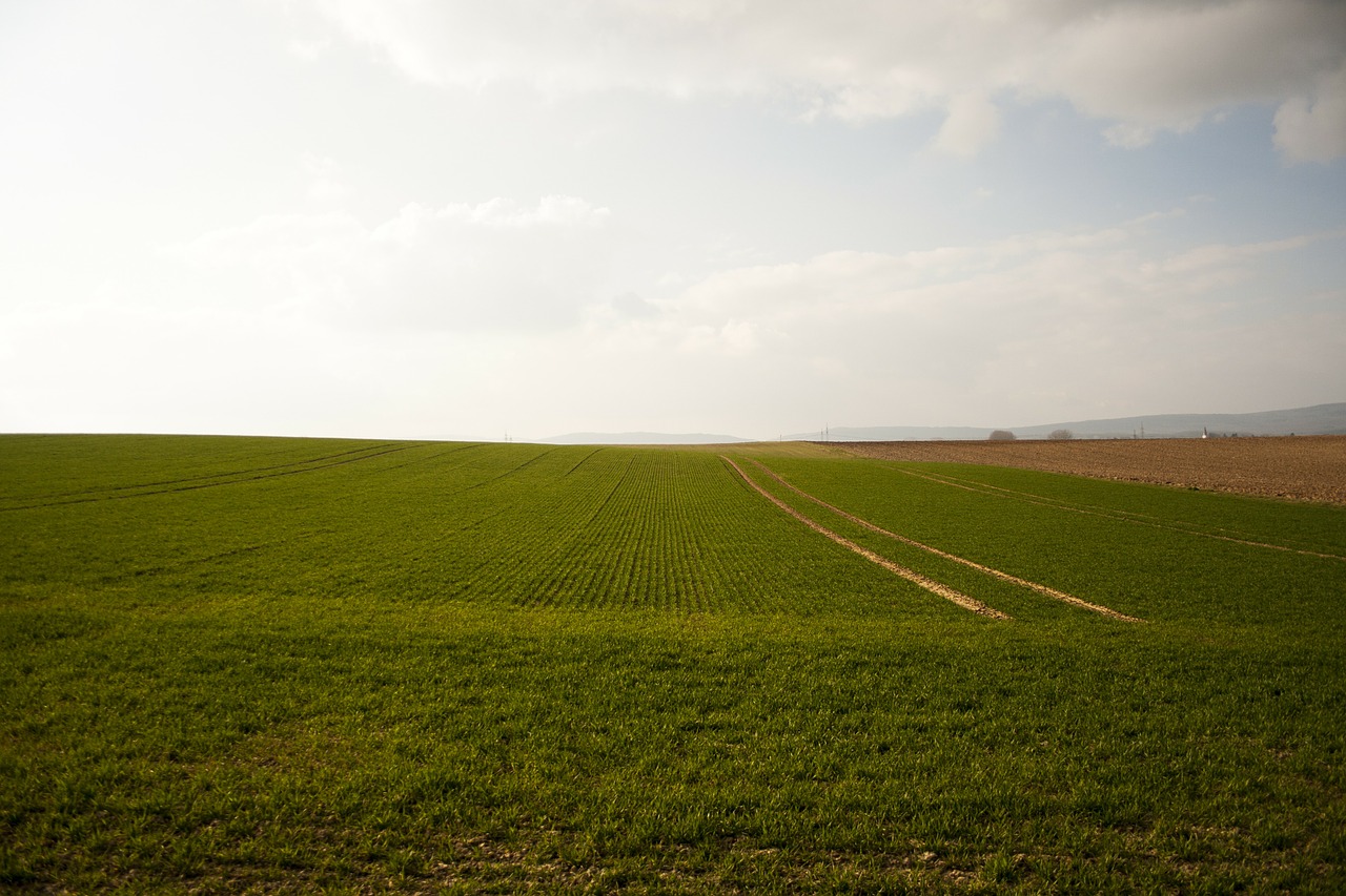 field arable green free photo