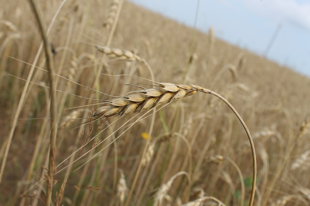 field spikes agriculture free photo