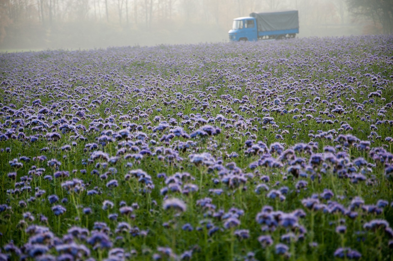 field landscape nature free photo