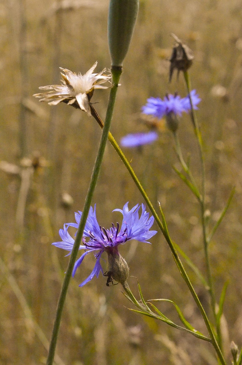 field summer village free photo