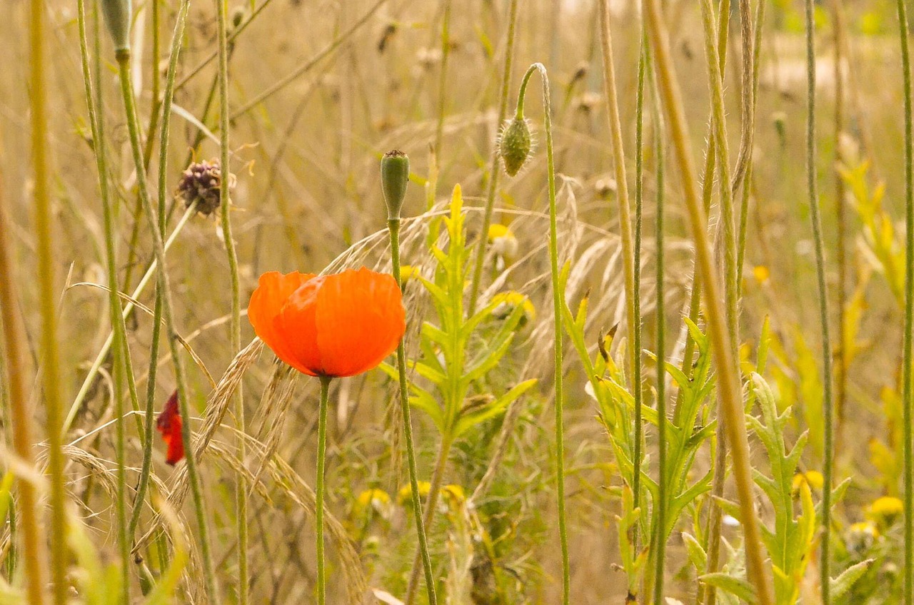 field summer nature free photo