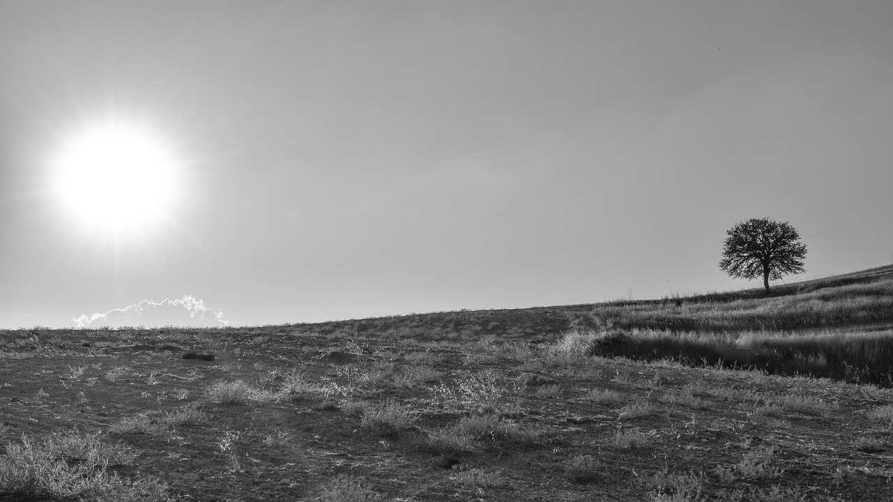 field tree sunset free photo