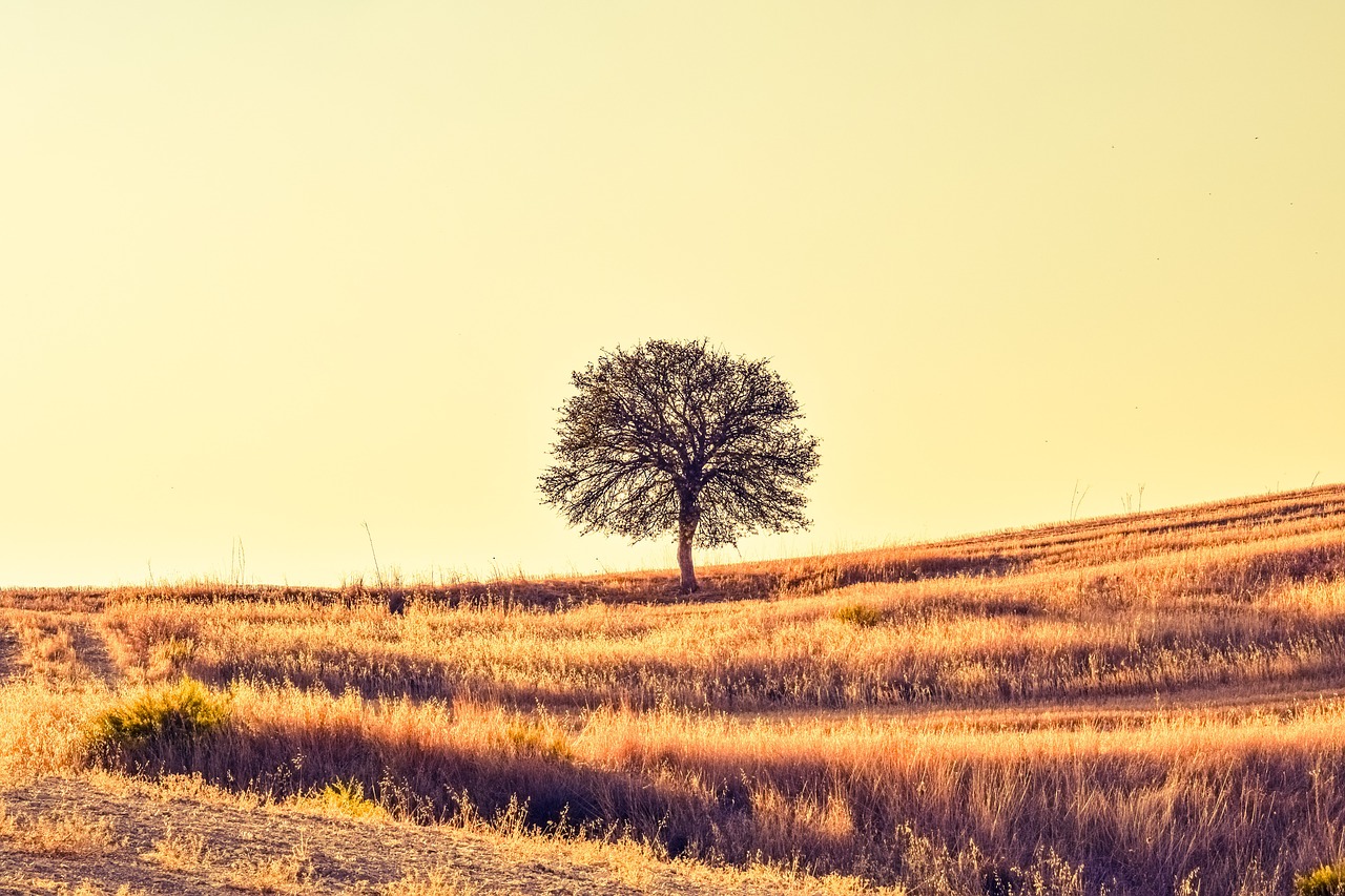 field tree sunset free photo