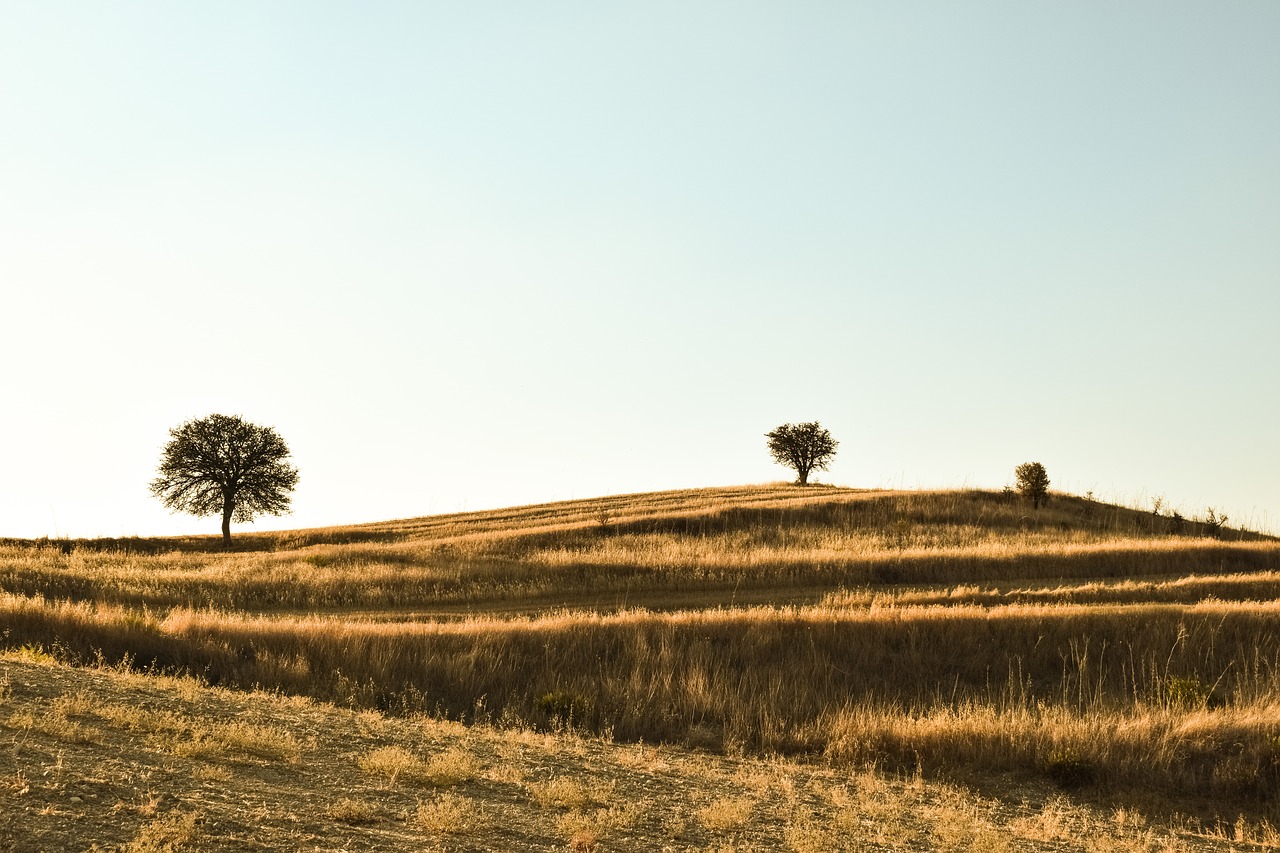 field tree sunset free photo