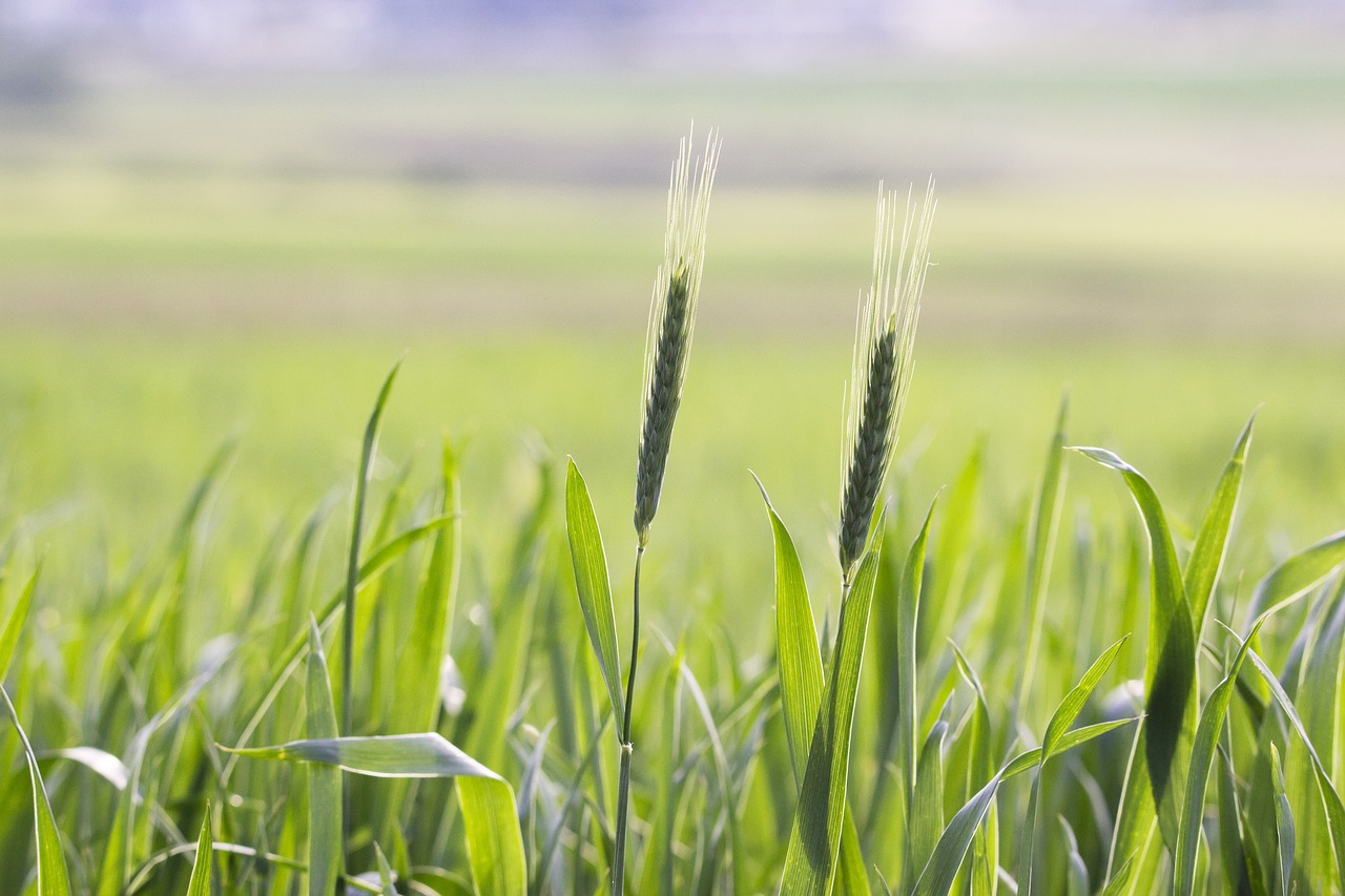 field agriculture cereals free photo