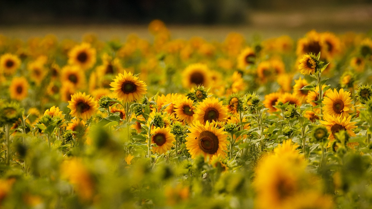 field sun flower flowers free photo