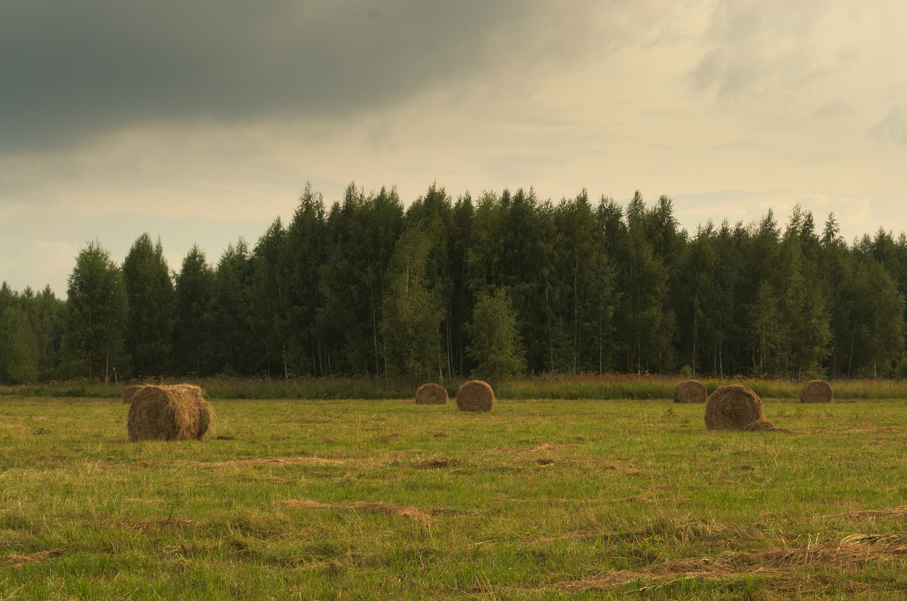 field meadow rick free photo