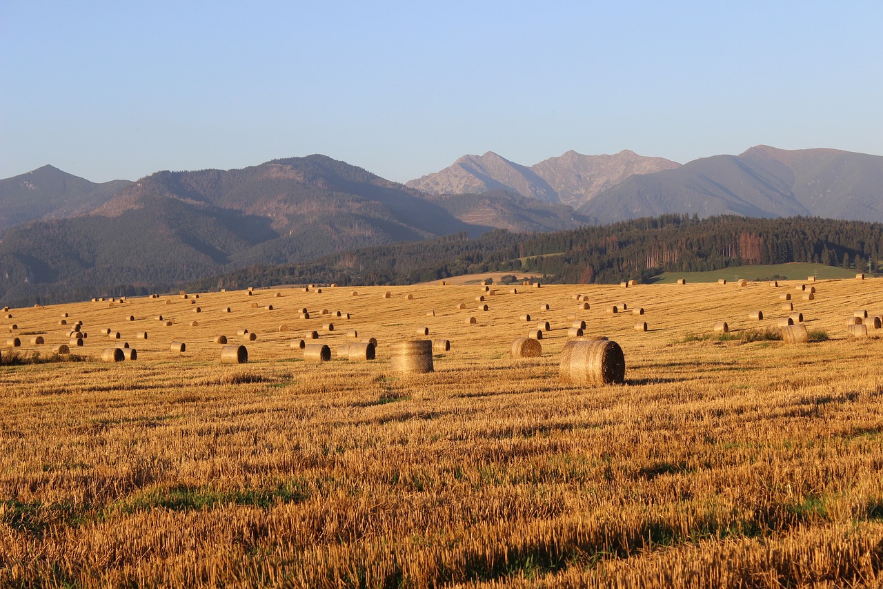 field hay straw free photo