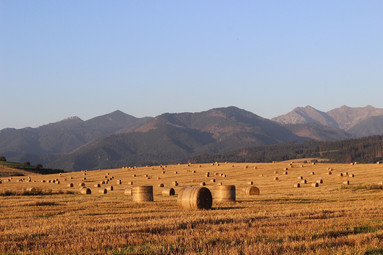 field hay straw free photo