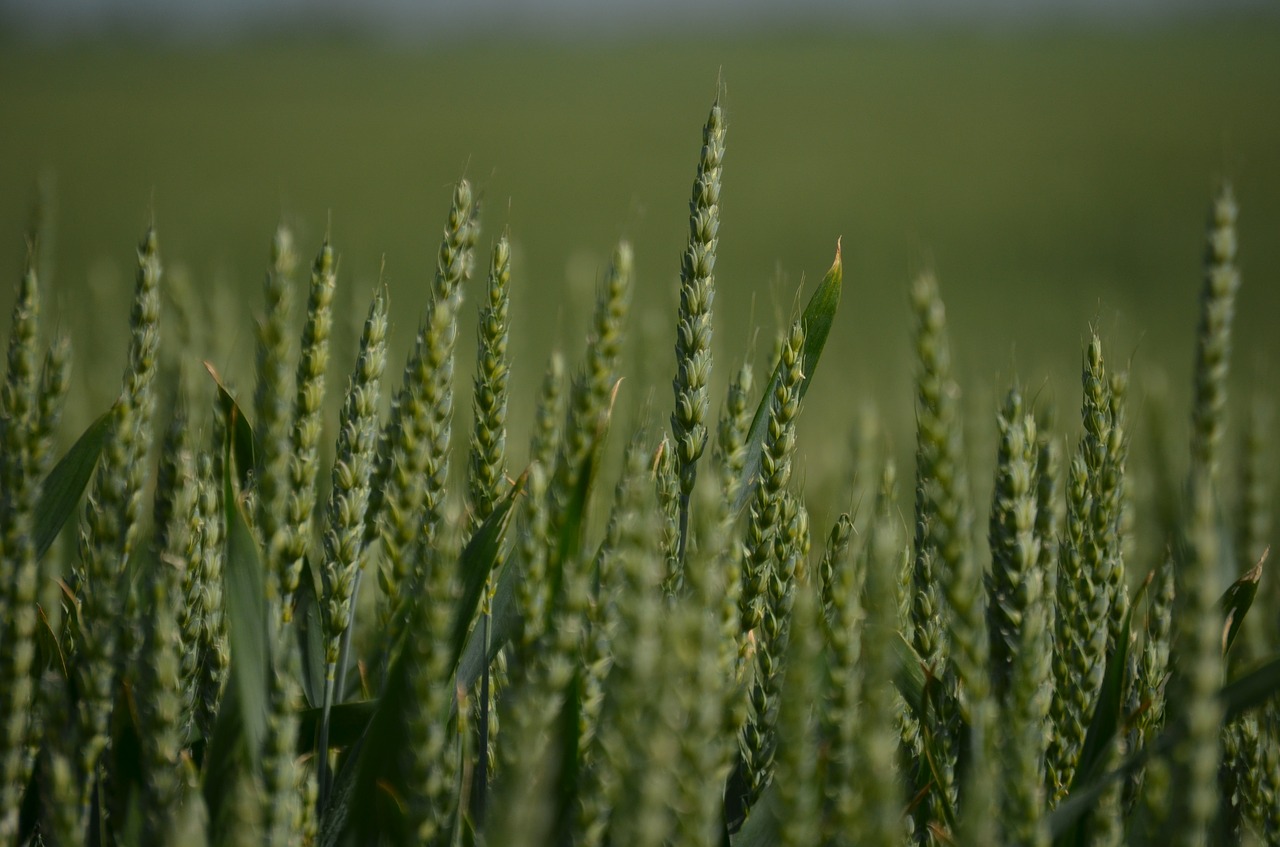 field wheat grass free photo