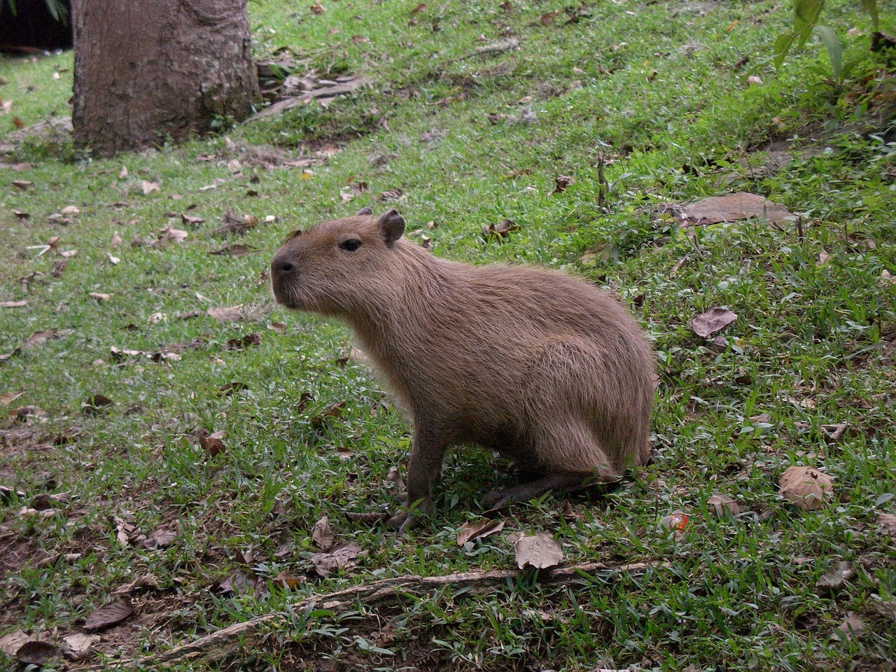 field squirrel beaver free photo