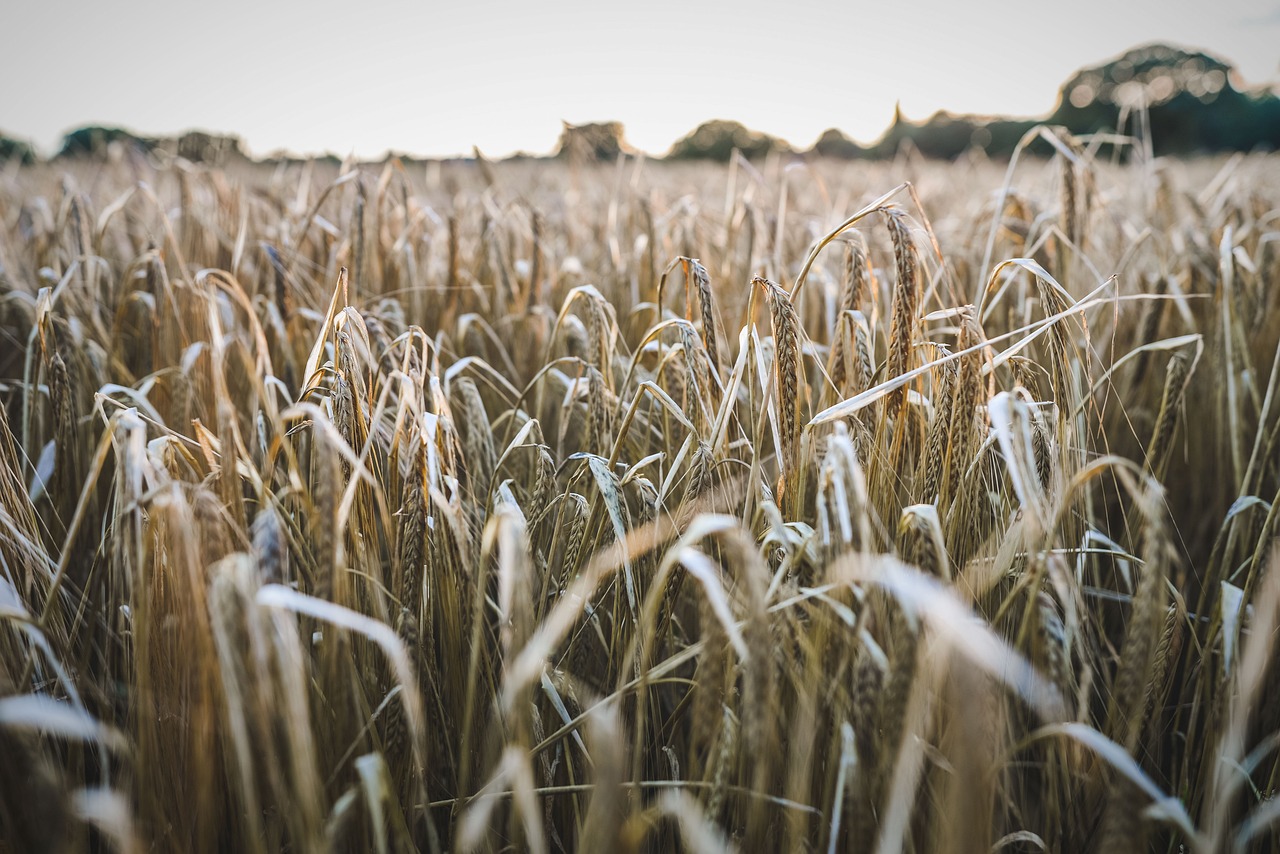 field british farm free photo