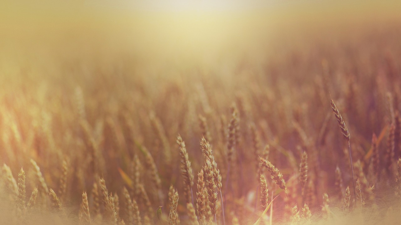 field wheat yellow free photo