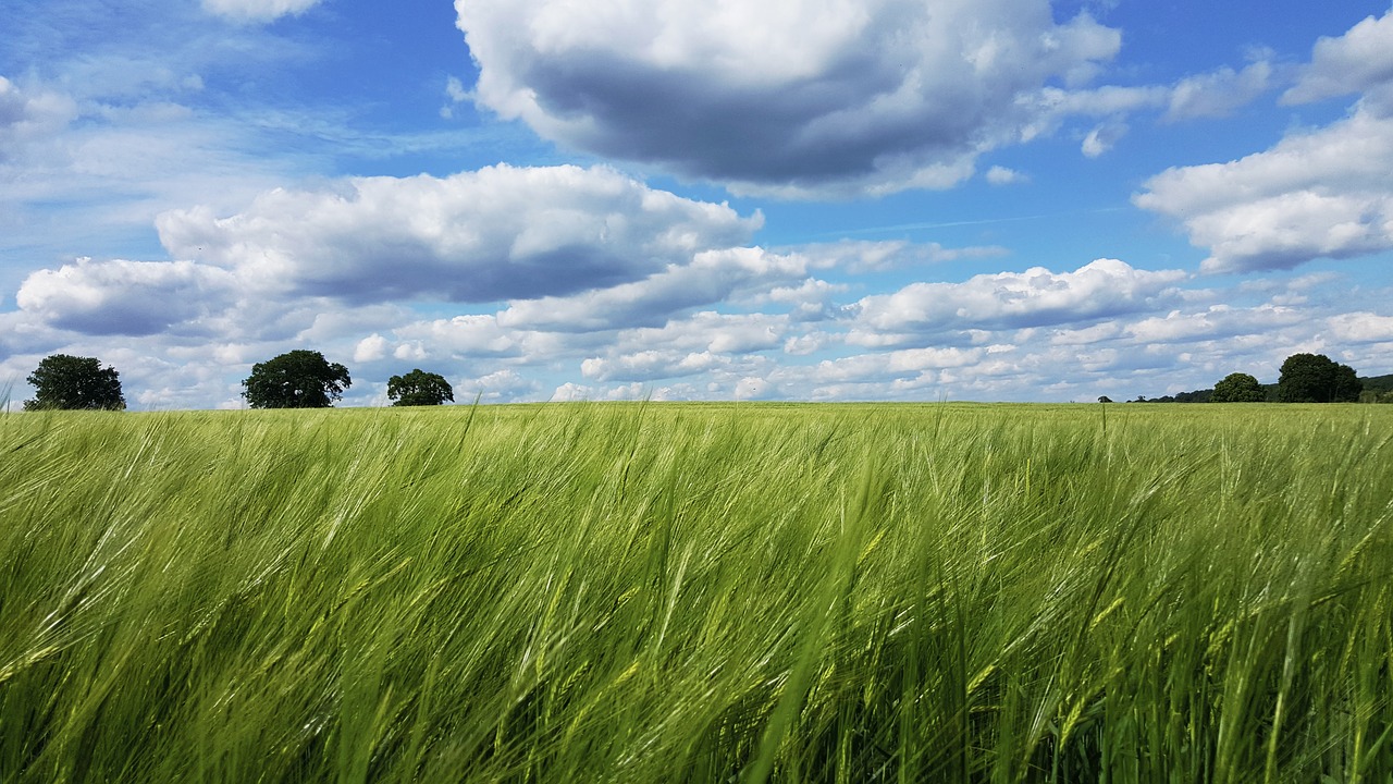 field pasture farm free photo