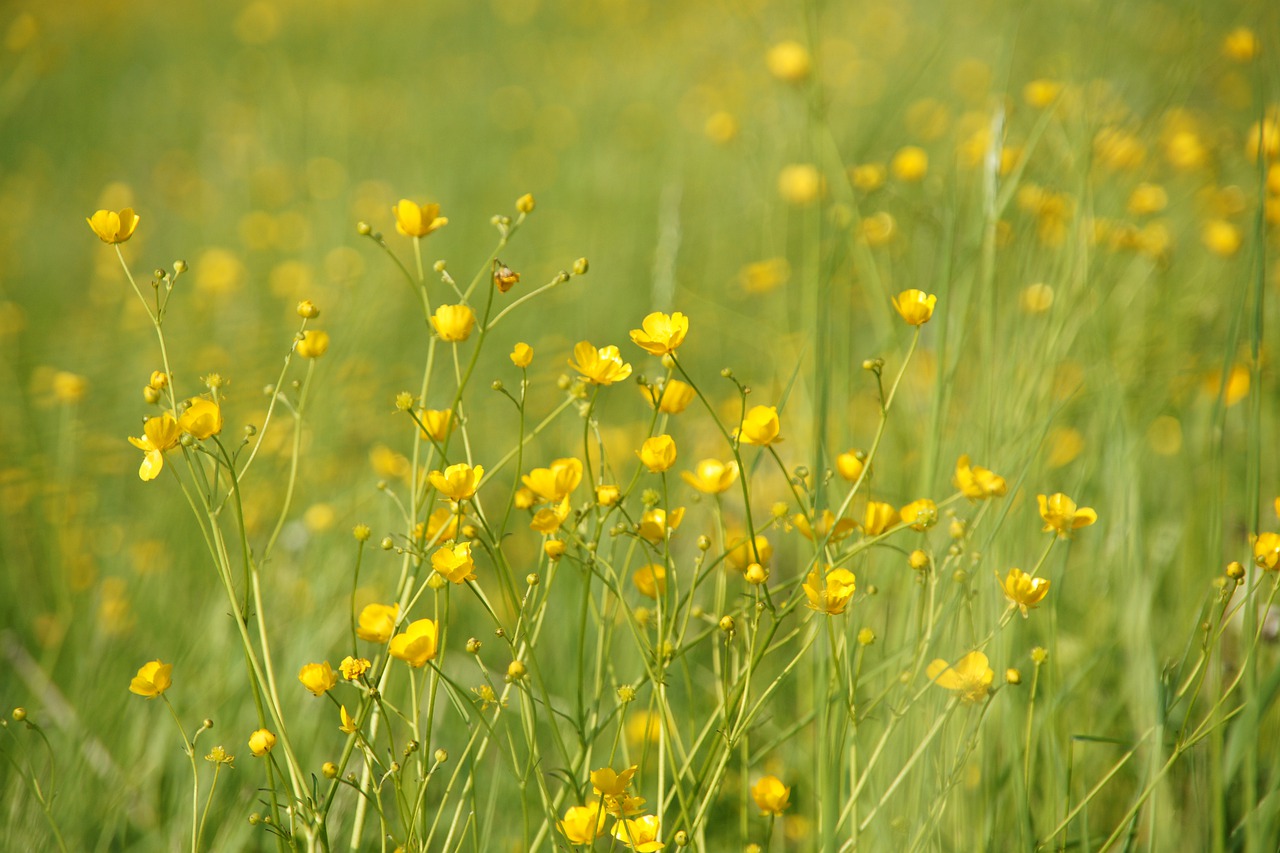 field meadow grass free photo