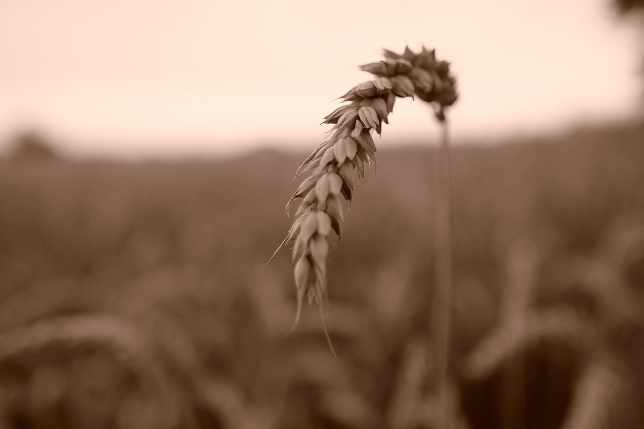 field agriculture farm free photo