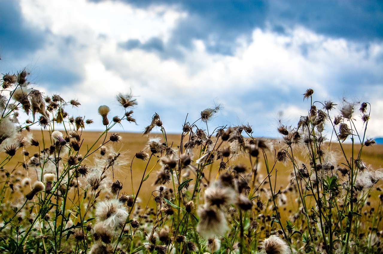 field slovakia nature free photo