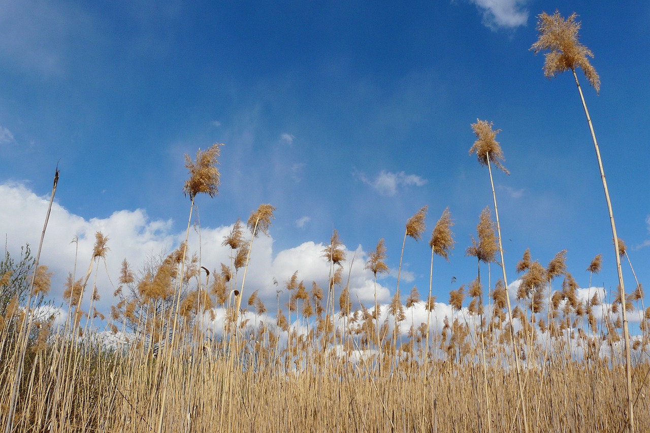 field nature grass free photo