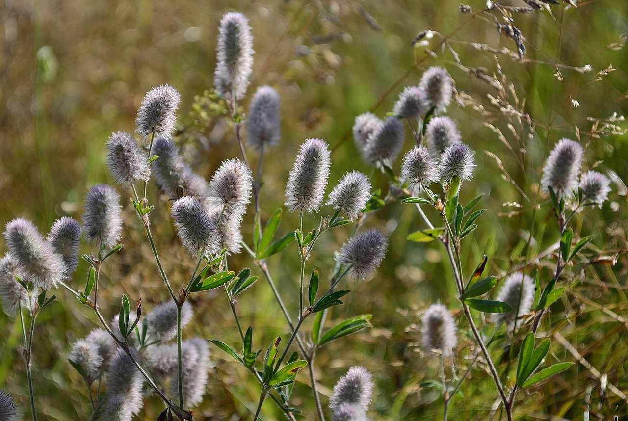 field haymaking meadow free photo