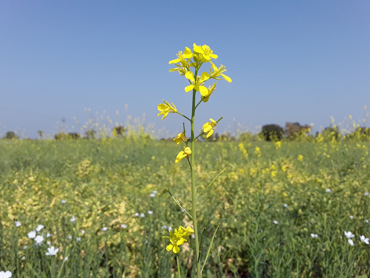 field nature hayfield free photo