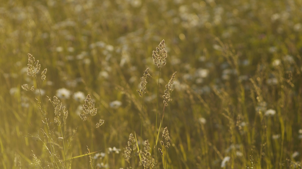 field nature grass free photo