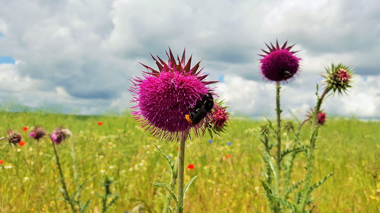 field flower meadow free photo