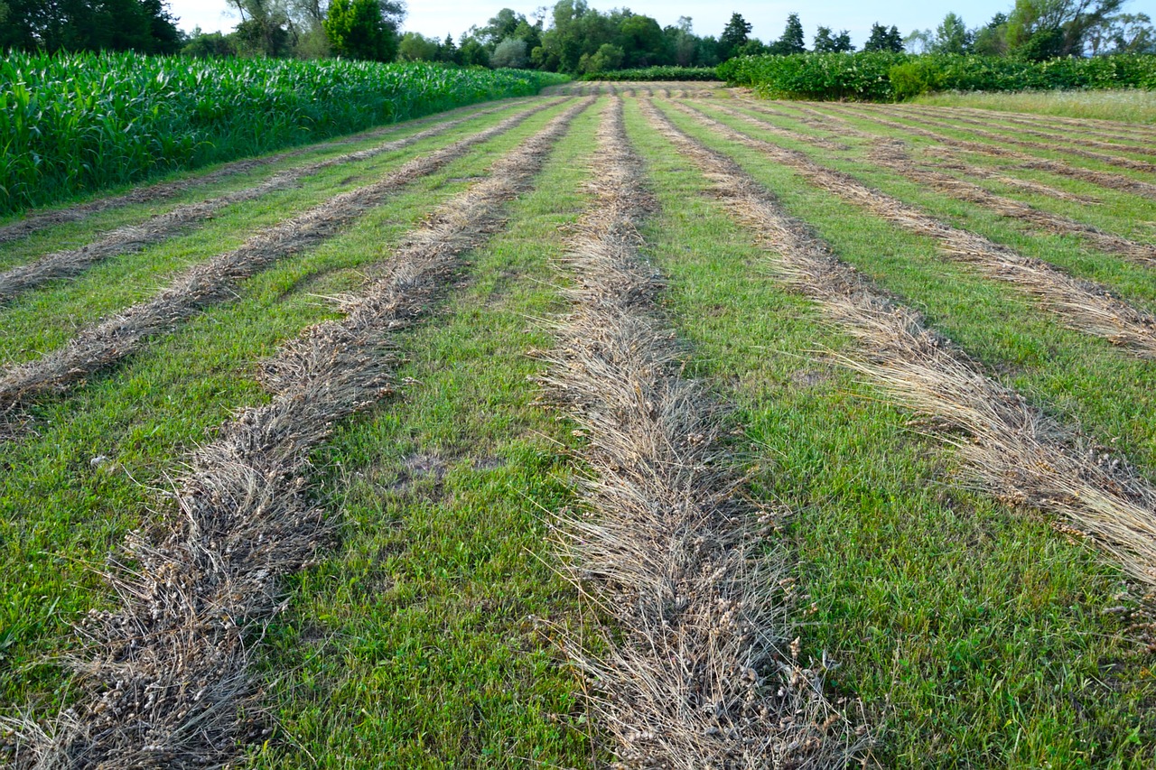 field agriculture nature free photo