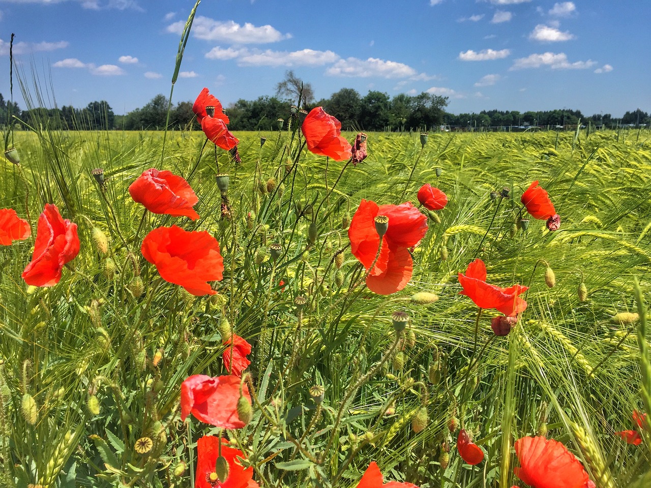 field meadow poppy free photo