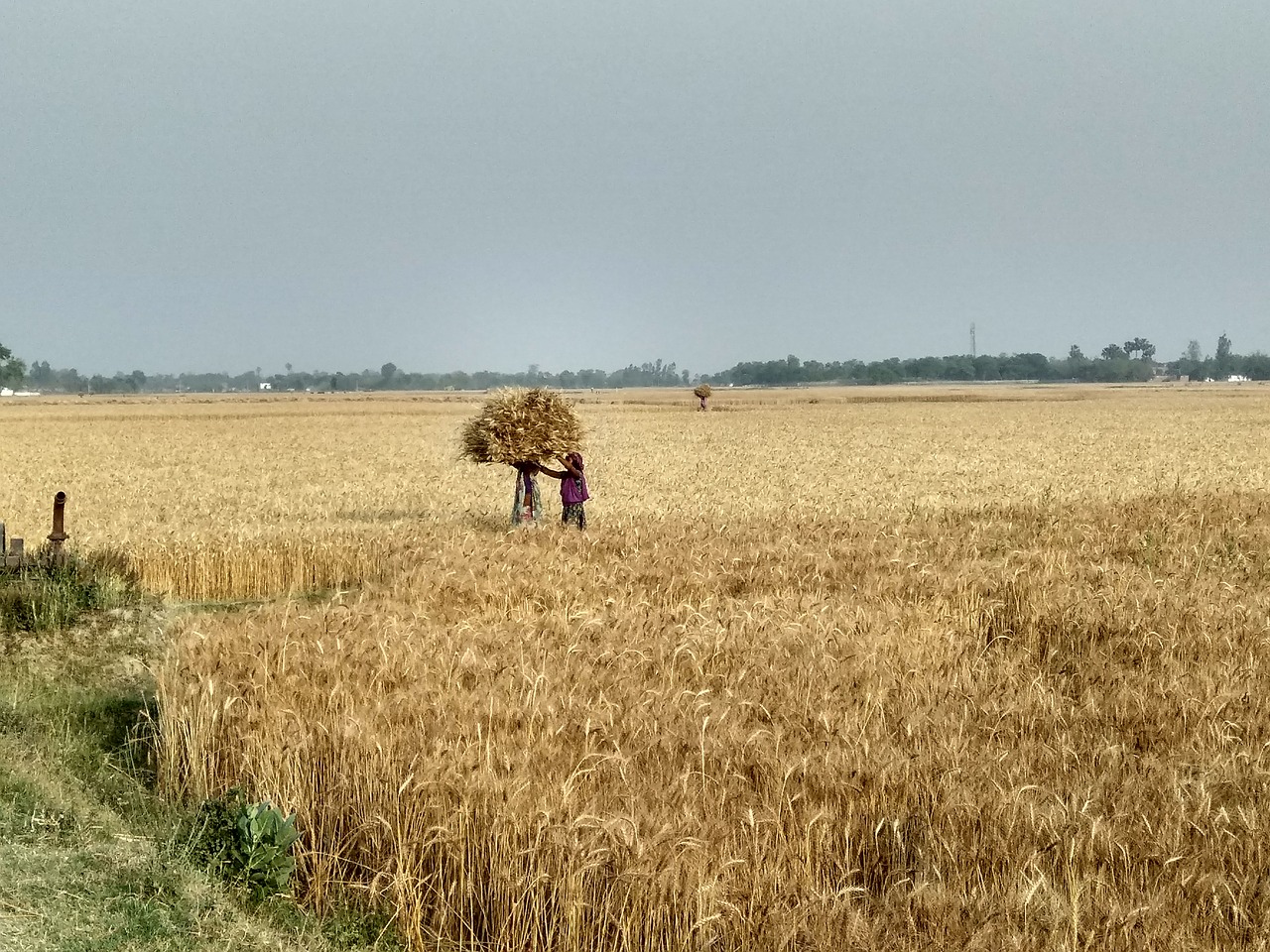 field nature wheat free photo